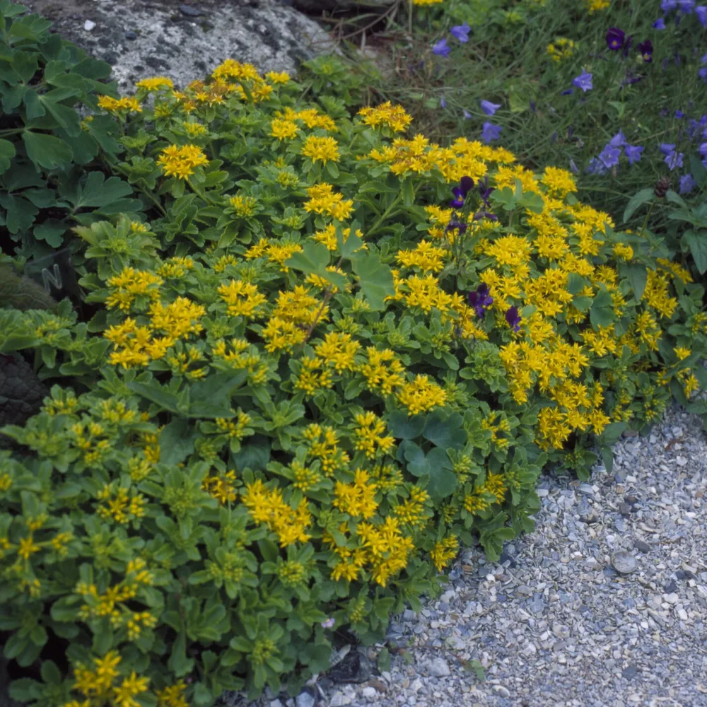 Sedum du Kamtschaka Sedum kamtschaticum