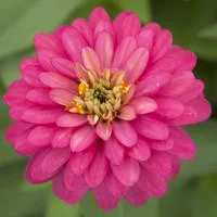 Zinnia à grandes fleurs - La barquette de 6 plants