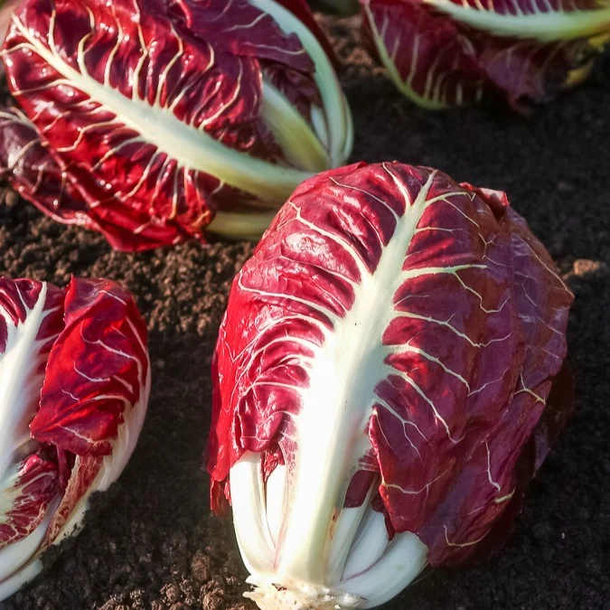 Chicorée sauvage Rouge de Vérone Cichorium intybus rouge de vérone