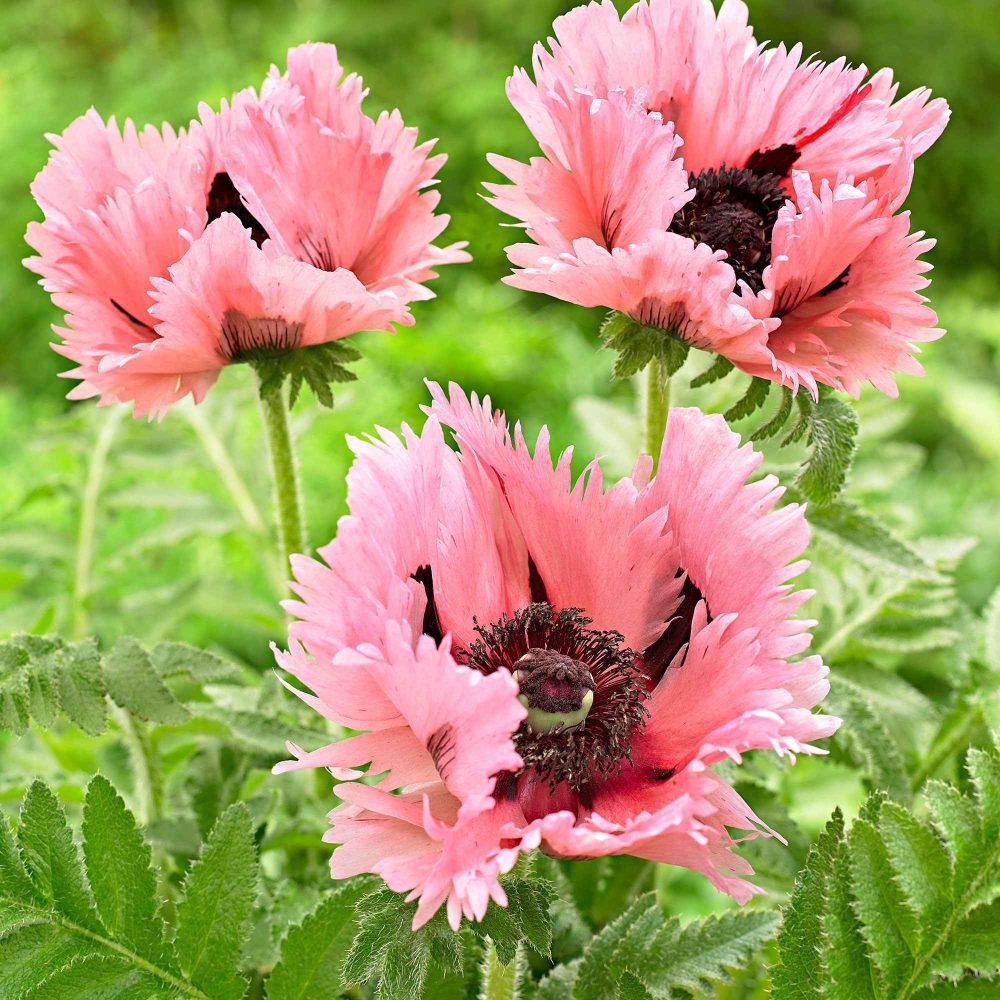 2 Pavots d'Orient Pink Perfection Papaver orientale Pink Perfection