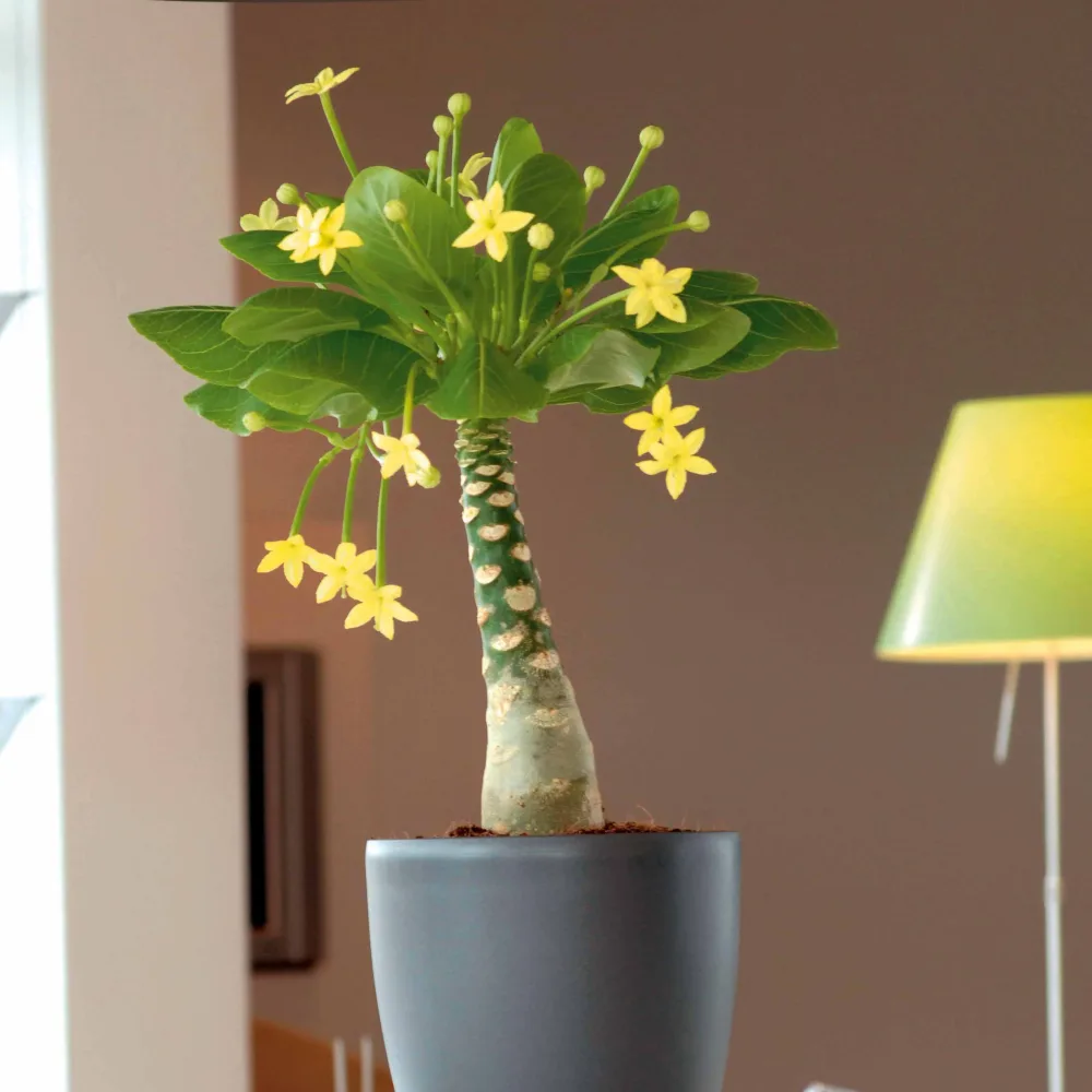 Palmier Hawaien et son cache-pot blanc ELHO Brighamia insignis kirsten