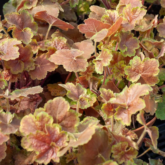 Heuchère Miracle ® Heuchera miracle ®
