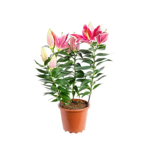 Lys After Eight 4 PP 70 cm. Le pot de 19 cm