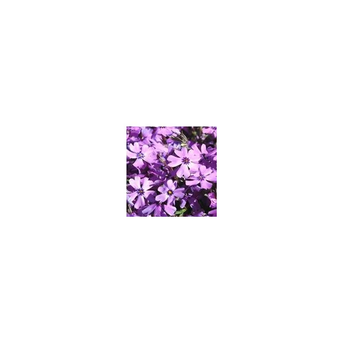 Phlox mousse - Le pot de 1 litre