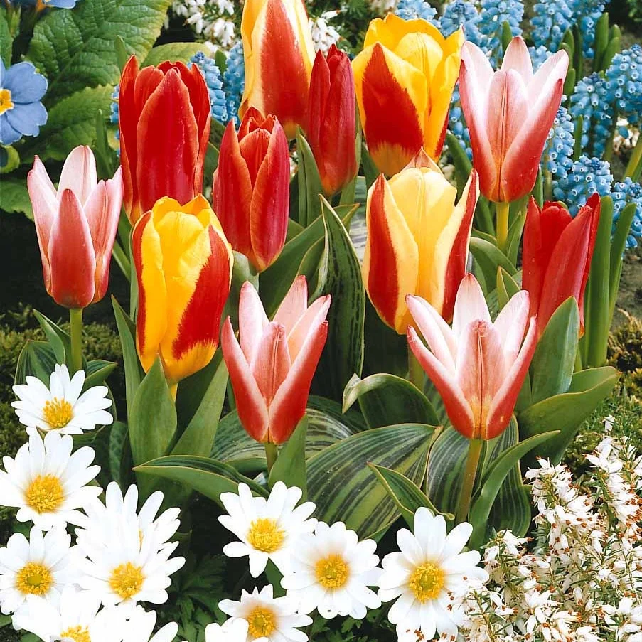 20 Tulipes botaniques en mélange Tulipa kaufmanniana