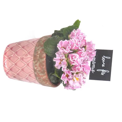Primevère à fleurs doubles - Avec cache pot