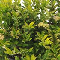 Lonicera Nitida ou Chèvrefeuille en pot de 2 L