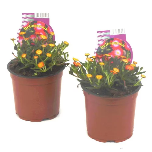 Delosperma Vivace - Le pot de 1 litre