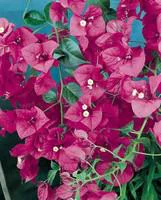 Bougainvillier varié sur pyramide – Pot de 15L