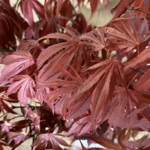 Érable du Japon Oregon Sunset rouge. Le pot de 5 litres