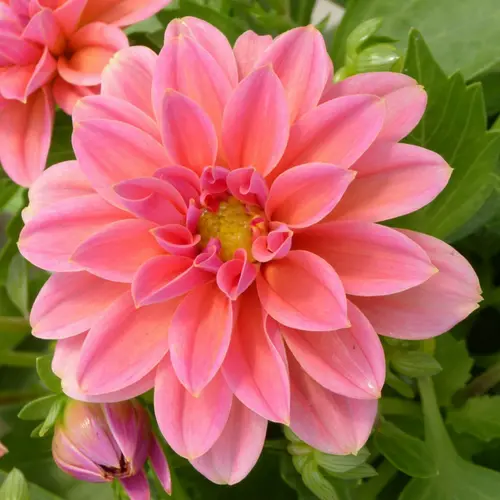 Dahlia de bouture à fleurs multicolores - Le pot de 16cm