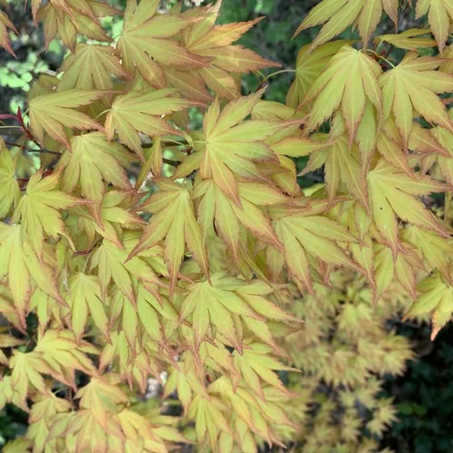 Érable du Japon variété Orange Dream. Le pot de 5 litres