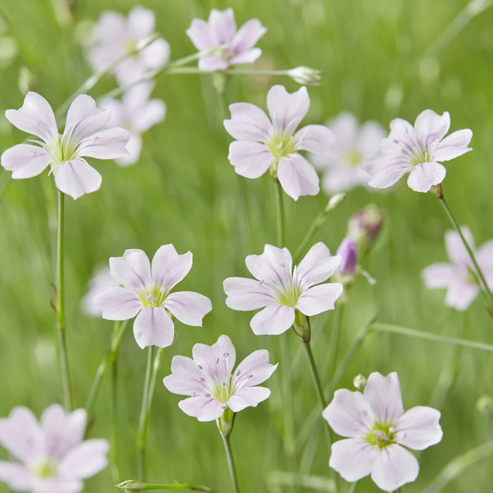 Œillets des rochers Petrorhagia saxifraga