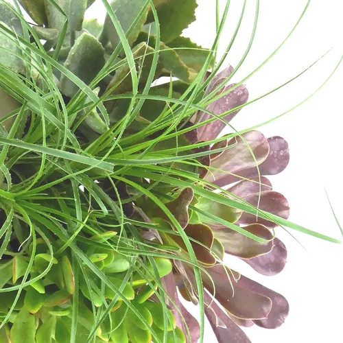 Succulentes - Le pot de 12 cm