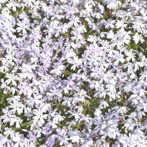 Phlox nain emerald cushion bleu en pot de 2 L