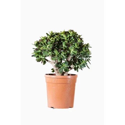 Crassula Compacta. Le pot de 2,5 litres