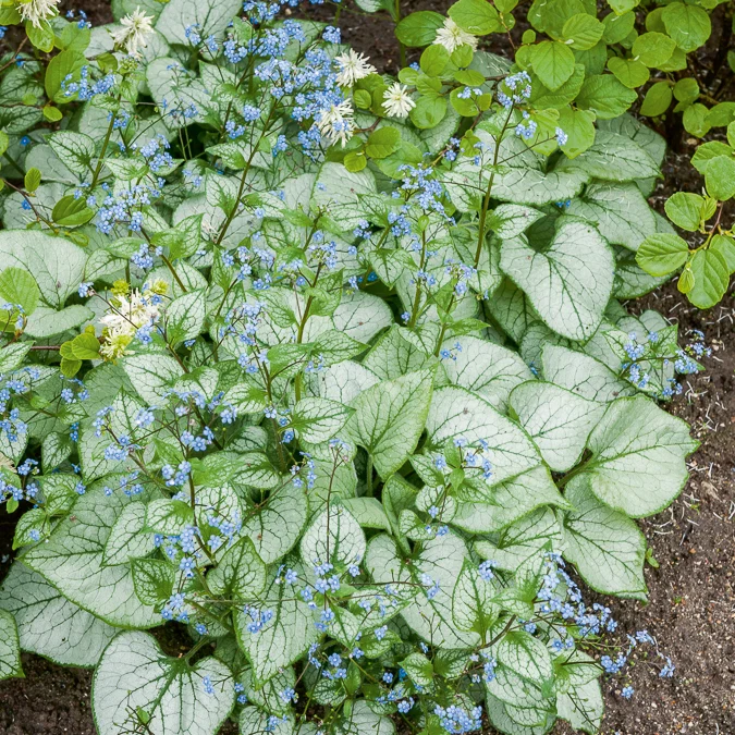 Myosotis du Caucase Looking Glass Brunnera macrophylla Looking Glass