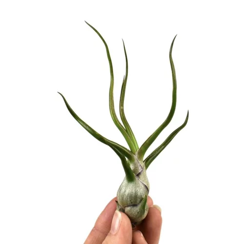 Tillandsia bulbosa vert 10 cm