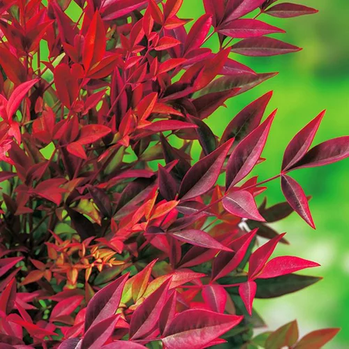 Nandina Domestica Gulf Stream (Bambou sacré) en pot de 5 L rouge