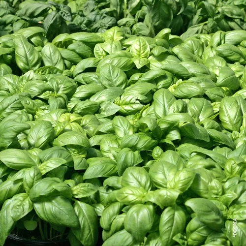 Basilic A Grandes Feuilles Genovese Bio. La motte de 4x4 cm