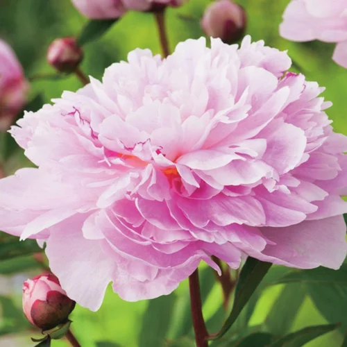 Pivoine Sarah Bernhardt - Le pot de 1 litre
