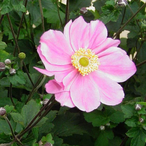 Anémone 'Pretty Lady Diana' - Le pot de 2 litres