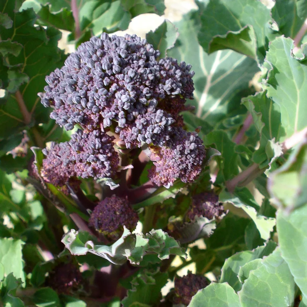 Chou Brocoli Early Purple Sprouting BIO Chou brocoli early purple sprouting bio