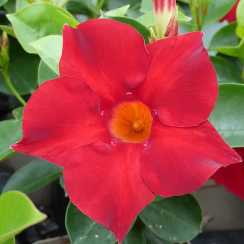 Dipladénia ou Mandevilla coloris variés. Le pot de 0,5 litre