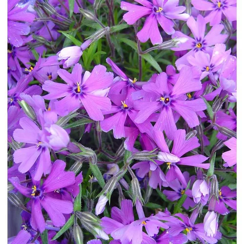 Phlox mousse - La barquette de 6 plants