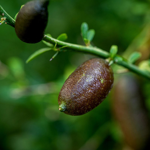 CITRONNIER CAVIAR / DIGITÉ (CITRUS AUSTRALASICA) - POT DE 5L - 1/4 TIGE