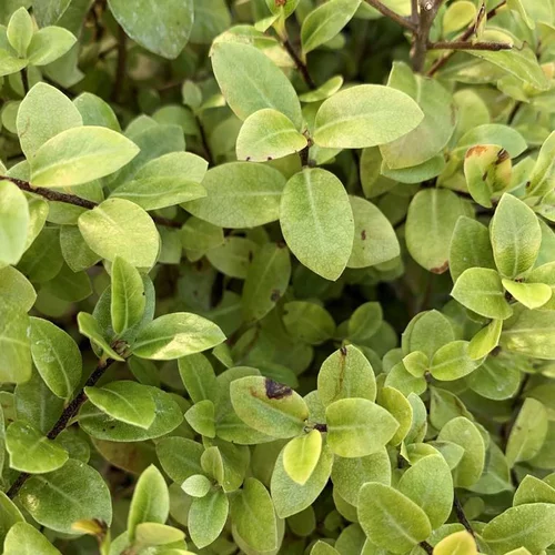 Pittosporum Tenuifolium Golf Ball. Le pot de 10 litres