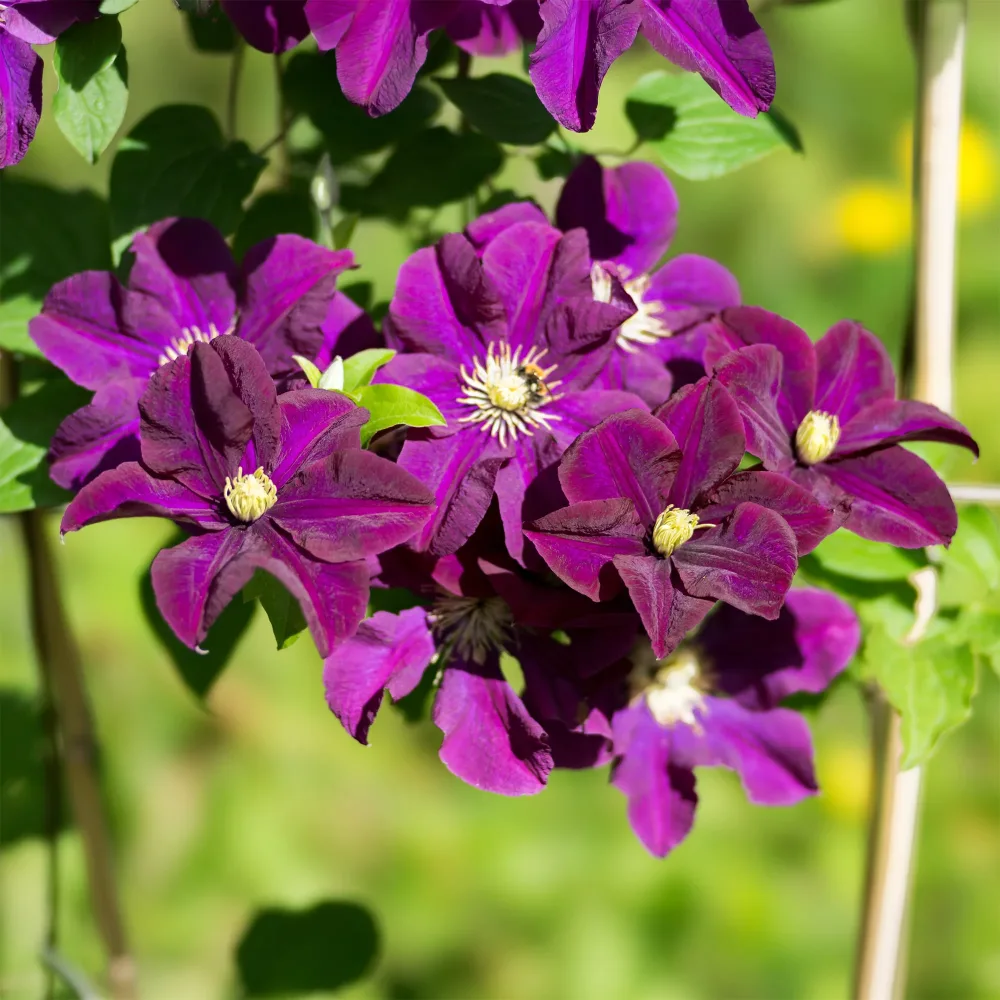 Clématite Warszawska Nike Clematis Warszawska Nike