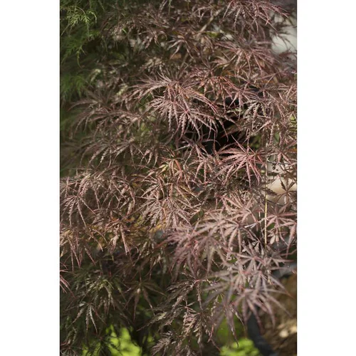 Erable du Japon (ACER PALMATUM CRIMSON QUEEN ) Le pot de 3 litres