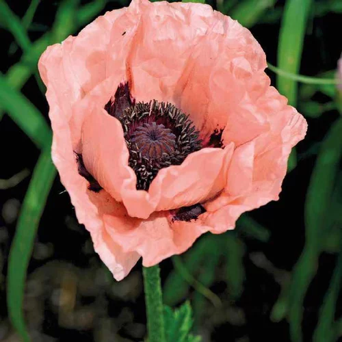 Pavot D'Orient Rose - Le pot de 9 x 9 cm