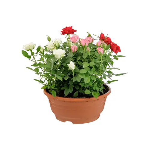 Rosier multicolore Carnaval. La coupe de Ø 21 cm