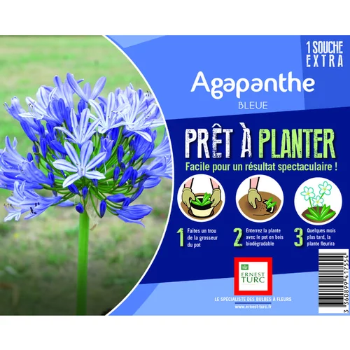 Souche d’Agapanthe bleue extra en bourriche