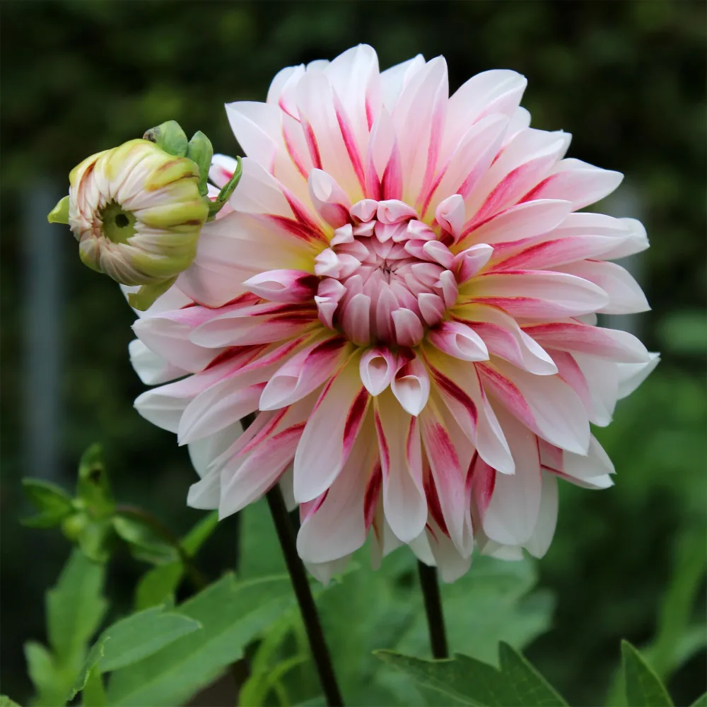 Dahlia Caribbean Fantasy Dahlia Caribbean Fantasy