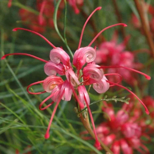 Grevillea Johnsonii rose. Le pot de 15 litres