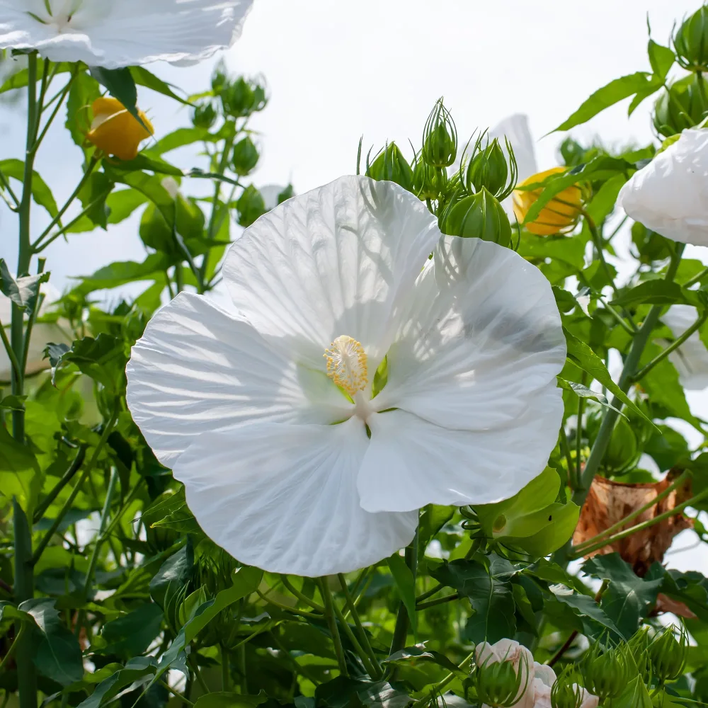 Hibiscus des marais Extreme Pure White Hibiscus moscheutos extreme pure white ® (improved)