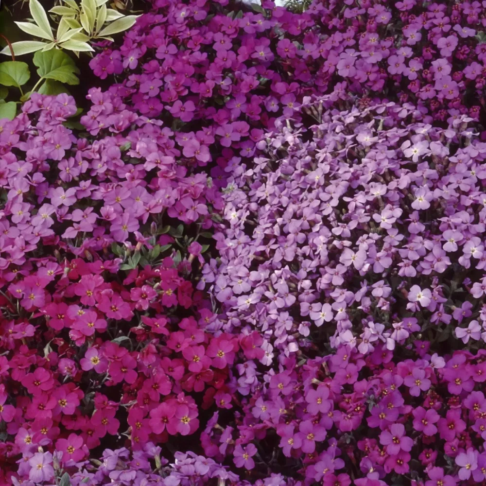 Aubriètes vivaces Cascade en mélange Aubrieta x cultorum