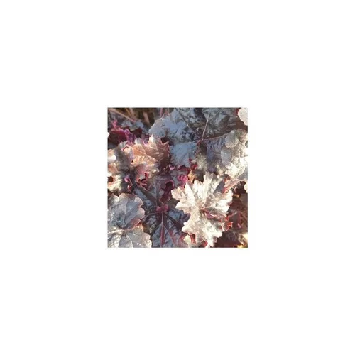 heuchera world coffe ® expresso - Le pot de 2 litres