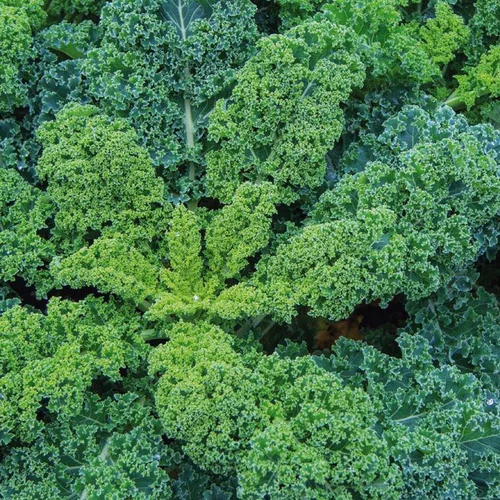 Chou Kale Halbhoher Bio. Le pot de 10,5 cm