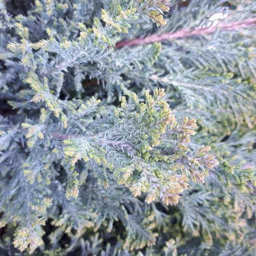 Chamaecyparis Lawsoniana Elwoodii Pillar (Faux cyprès de Lawson) en pot de 3,7 L bleu
