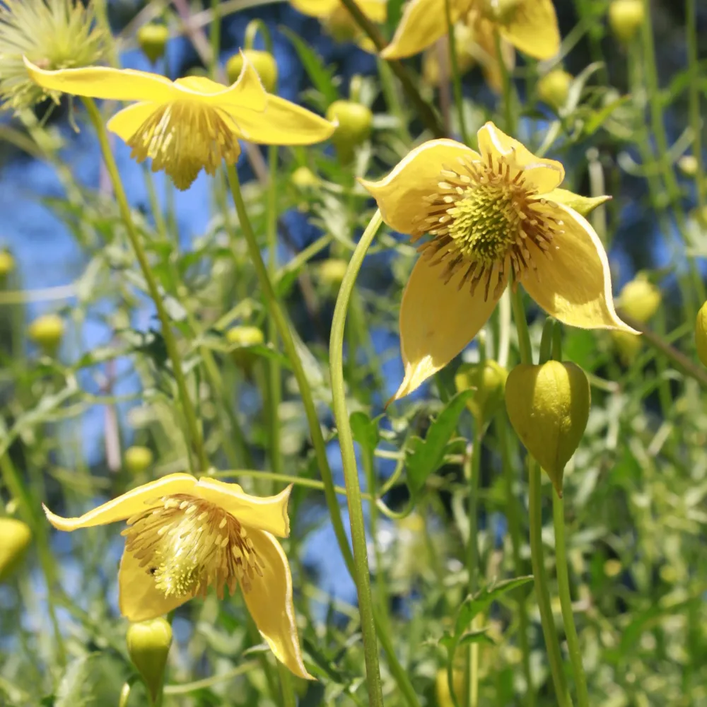 Clématite Little Lemons ® Clematis 'little lemons'