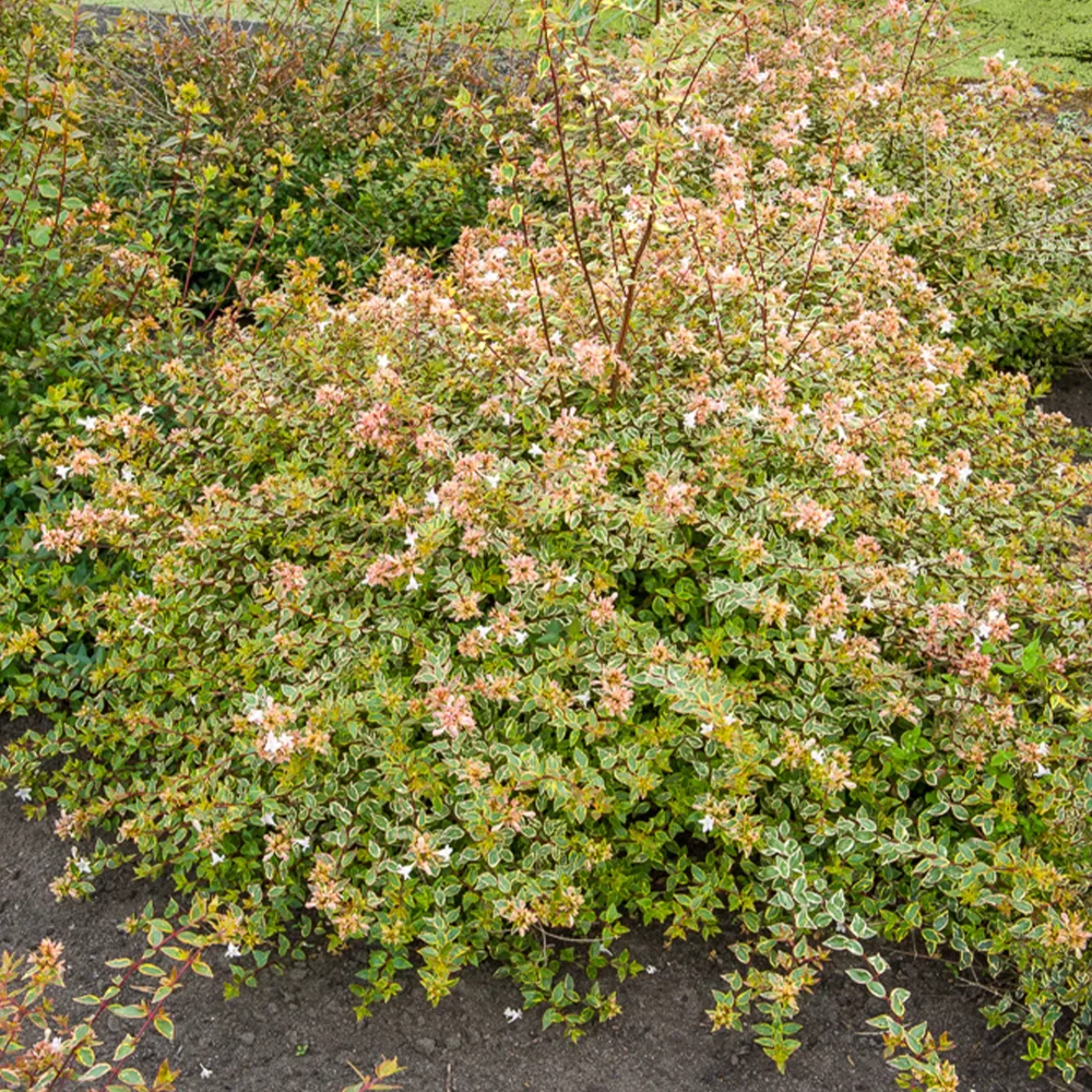 Abélia à grandes fleurs Sunshine Daydream® Abelia grandiflora Sunshine Daydream ®