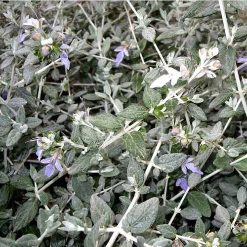 Teucrium Fruticans (Germandrée) en pot de 25 L bleu