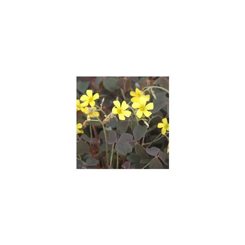 Oxalis vulcanicola - Le pot de 9 x 9 cm