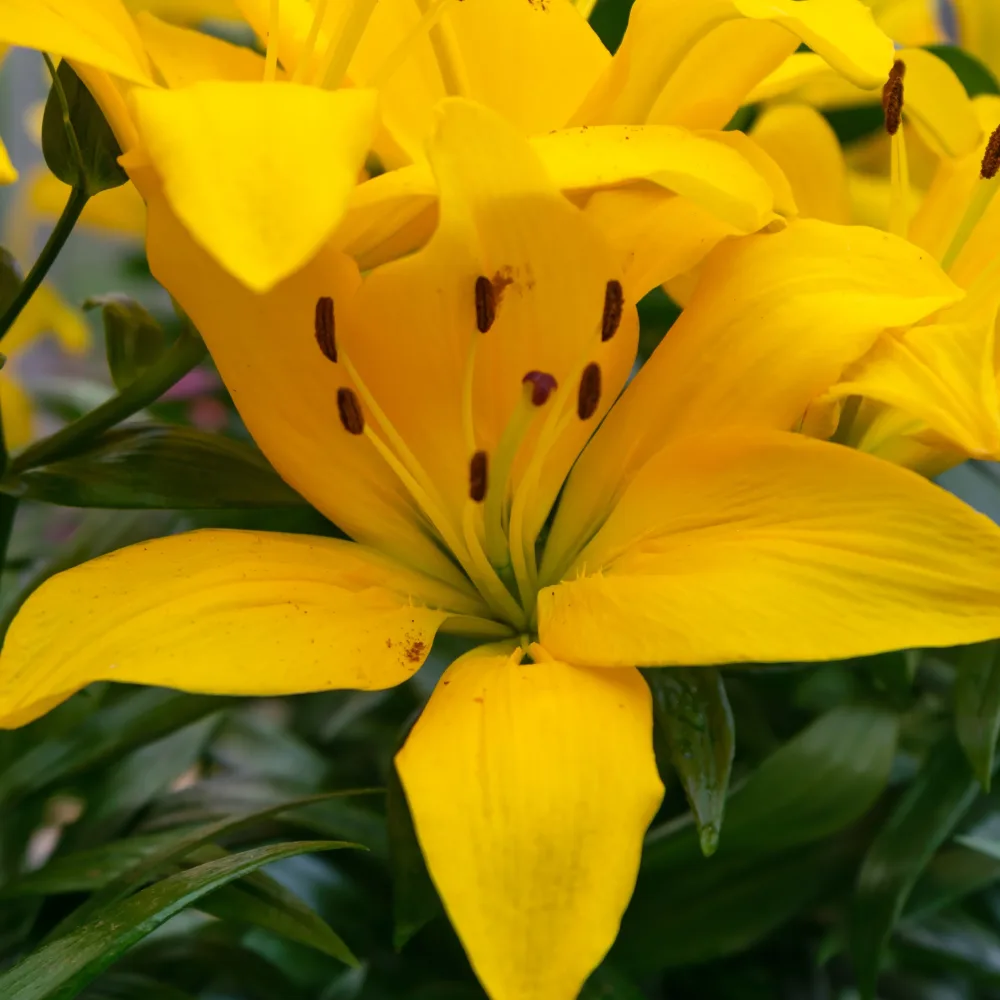 Lis Asiatique yellow Lilium asiaticum 'yellow'