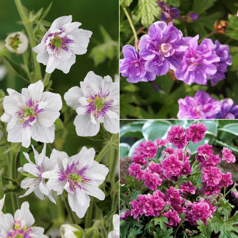 Collection de 6 Géraniums vivaces à fleurs doubles 2geranium caeruleum, 2 double jewel, 2 birch double
