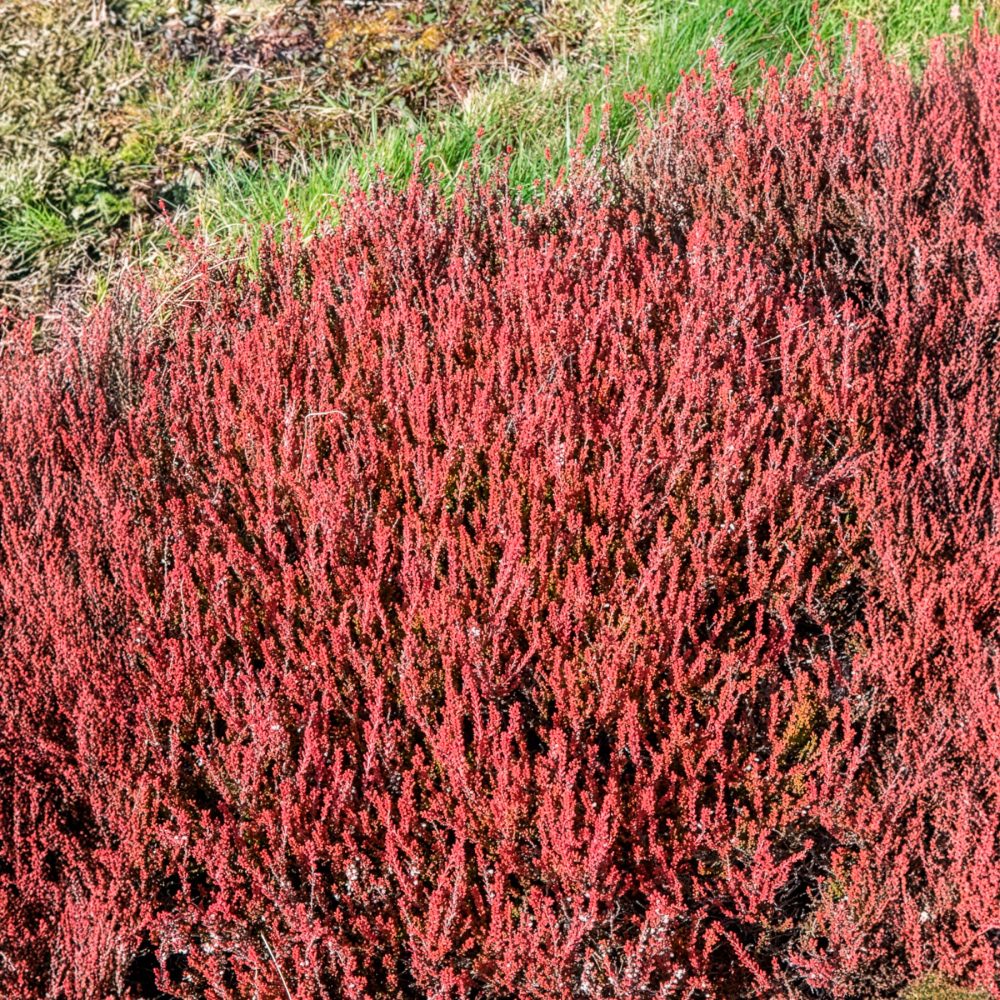 Bruyère d'été Winter Chocolate Calluna vulgaris Winter Chocolate